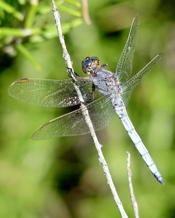 keeled skimmer